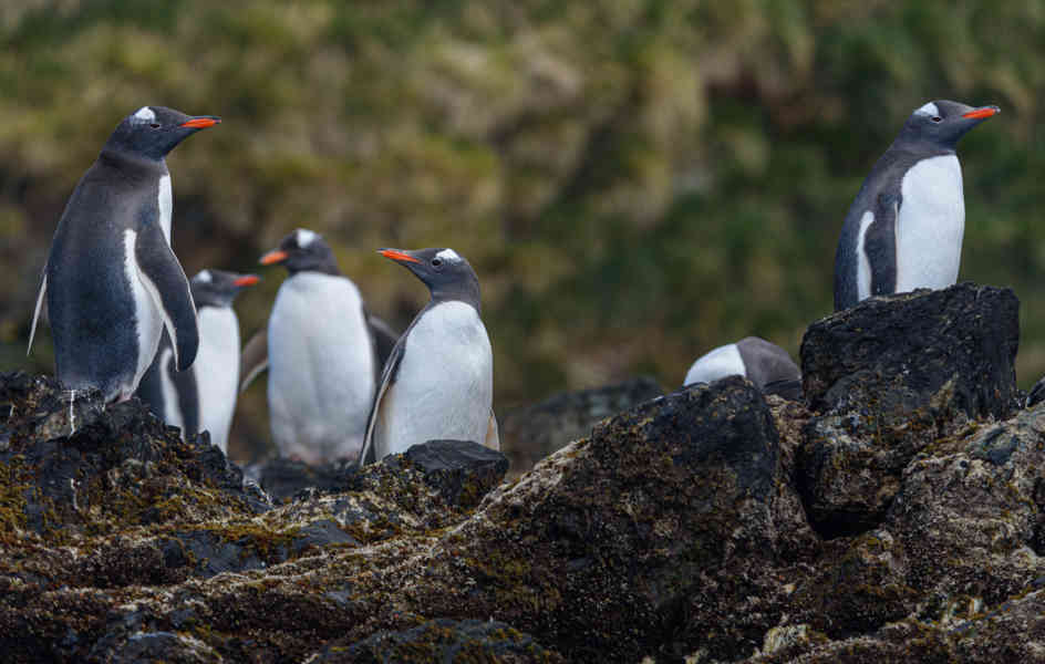 Pingüino Gentoo - islas Georgias del Sur 05.jpg